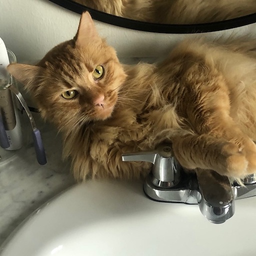 Real photo of Azriel the cat